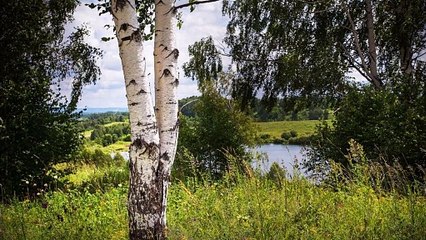 Дворовая песня - Белая берёза