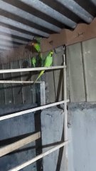 Ringneck parrots chick hatched