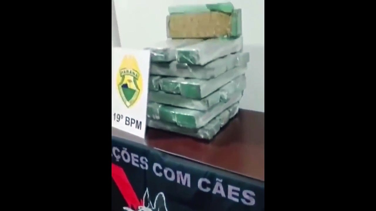 Un chien policier très fier de sa prise... des kilos de drogue