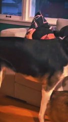 funny corgi dogs baby 18