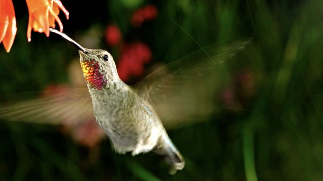 8 Common Types Of Birds In Your Backyard And Their Meanings