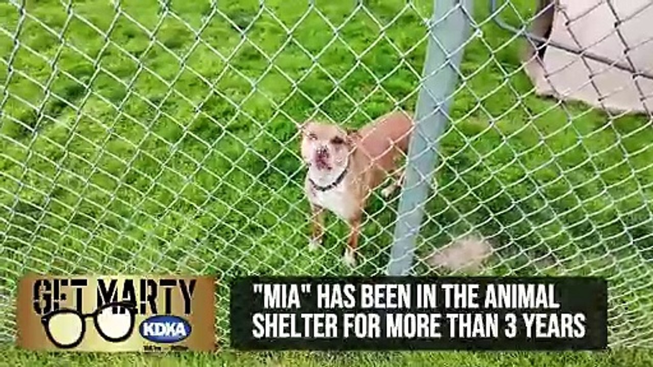 Get Marty: Animal shelter asks for help with dog that has been there for 3 years