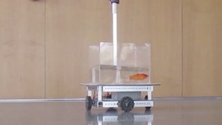 Scientists Experiment Discovered Goldfish Can Drive