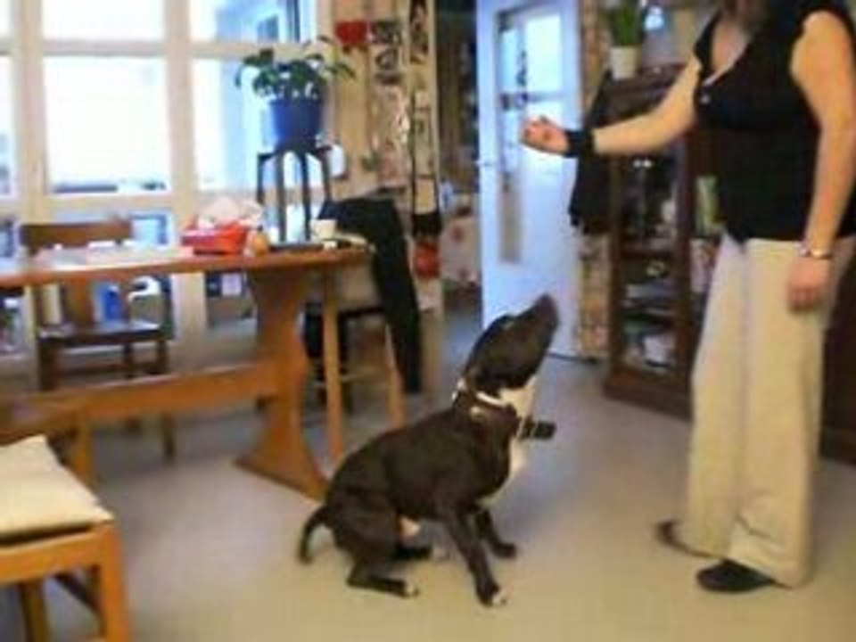 Pilou qui fait le beau 2