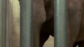 Un bel âge pour cette éléphante