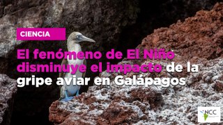 El fenómeno de El Niño disminuye el impacto de la gripe aviar en Galápagos