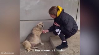 Animals That Asked People for Help  | Kindness