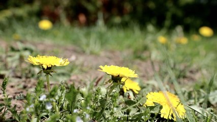 4 Natural Ways to Kill Weeds—and Keep Them From Coming Back