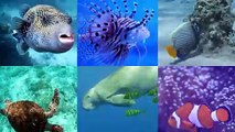 Ocean Alphabet Tunes: ABC Sea Animals Song for English Learners