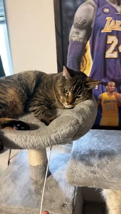 "The Funniest Home Videos Ever: LOL Moments Caught on Camera"