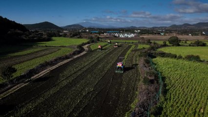 "과잉생산·폐기 그만"...농가 스스로 '수급 조절' / YTN