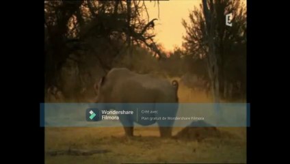 Rhino, la liberté retrouvée