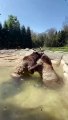 ursos pardos divertem-se piscina no zoo de akron
