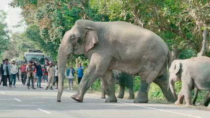 Inde, les éléphants de la discorde