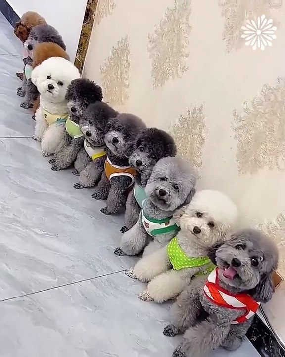 Cute dogs love playing