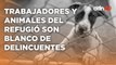 Ni los animales se salvan de la delincuencia, refugios son blancos de extorsionadores