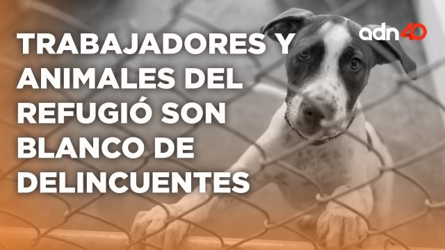 Ni los animales se salvan de la delincuencia, refugios son blancos de extorsionadores
