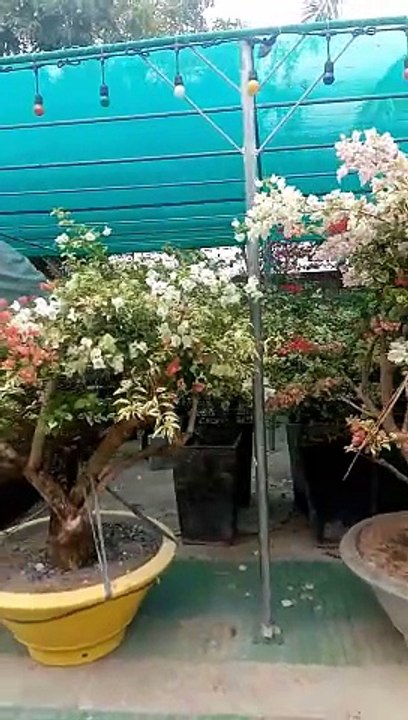 The garden 2