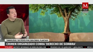 Cárteles extorsionan a pobladores de Tamaulipas por árboles plantados