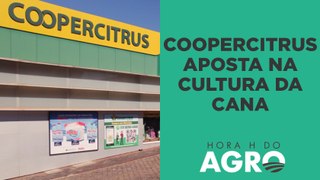 Conheça uma das maiores cooperativas agrícolas do Brasil | HORA H DO AGRO