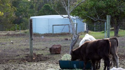 Western Australian government’s drought relief package welcomes by some, deemed ‘bandaid’ by others
