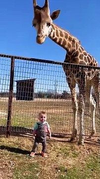 Cute Giraffe Gives Baby Smooches