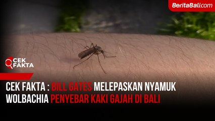 [Cek Fakta] Bill Gates Melepaskan Nyamuk Wolbachia Penyebar Kaki Gajah di Bali