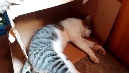 this cat is so lazy