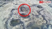 小環頸鴴現蹤基隆和平島孵育  巢穴淹水搶救1顆寶貝蛋(和平島公園提供)