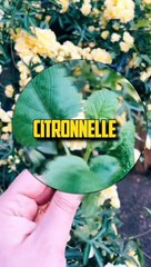 9 MYTHES POPULAIRES EP9 !