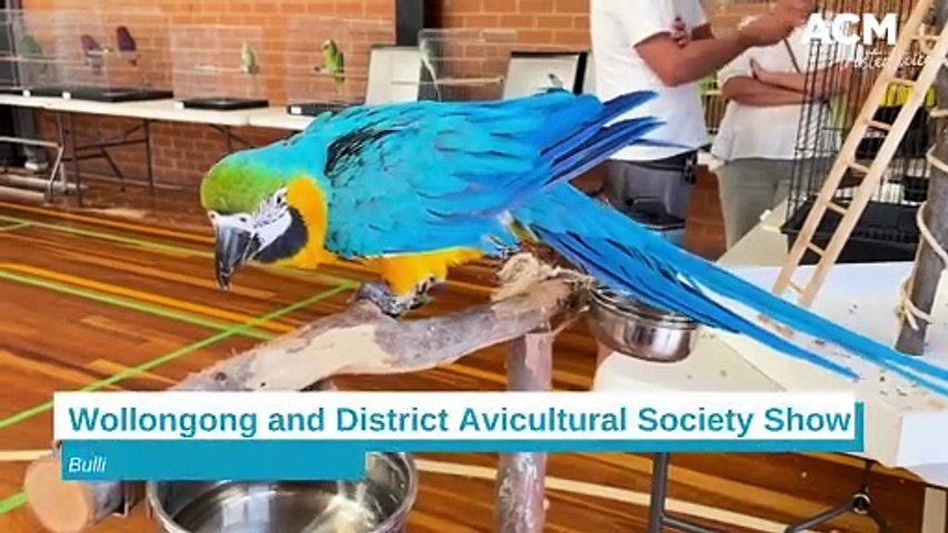 The 2024 Wollongong and District Avicultural Society Show attracted 635 entries. Video by Anna Warr