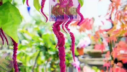 Beautiful megenta  flower | natural flower megenta | meharzari13