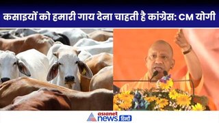 गोकसी को लेकर CM योगी का बड़ा बयान, कहा– कांग्रेस हमारी गायों को कसाइयों के हाथ सौपना चाहती है