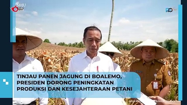 Momen Jokowi Tinjau Panen Jagung di Boalemo, Presiden Dorong Peningkatan Produksi dan Kesejahteraan Petani