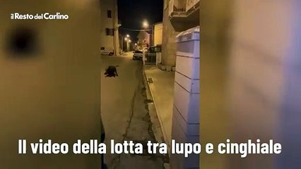 Il video della lotta tra lupo e cinghiale