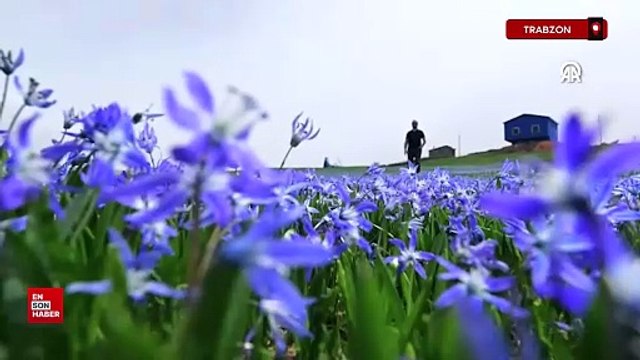 Trabzon Barma Yaylası mavi yıldızlarla süslendi