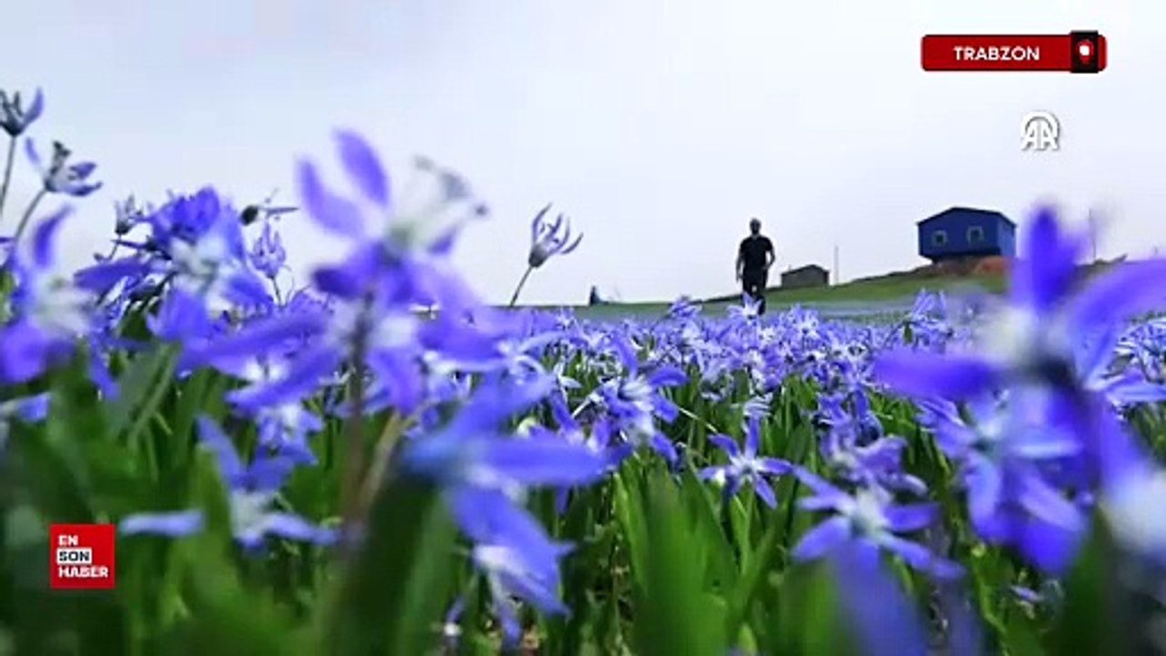 Trabzon Barma Yaylası mavi yıldızlarla süslendi