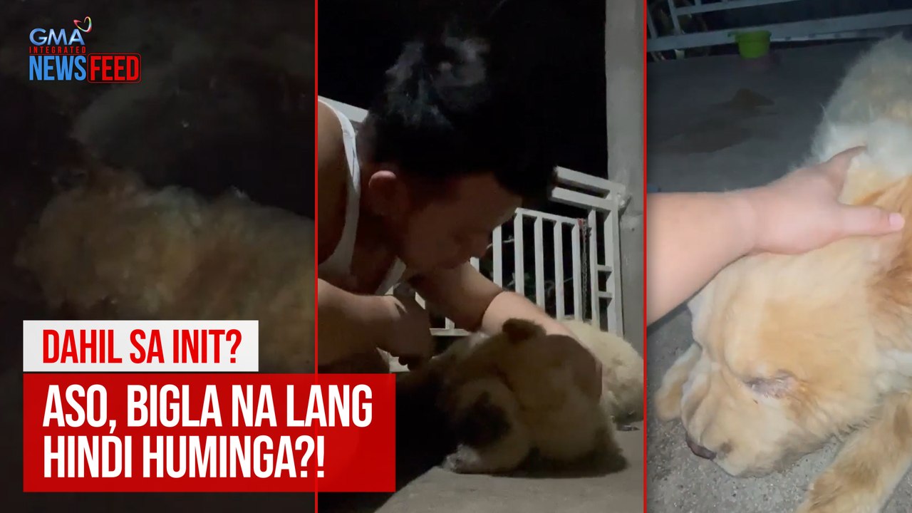 DAHIL SA INIT? Aso, bigla na lang hindi huminga! | GMA Integrated Newsfeed