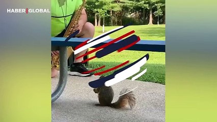 Her sabah parkta saksafon çalan adamı dinlemeye gelen sincap izlenme rekoru kırdı