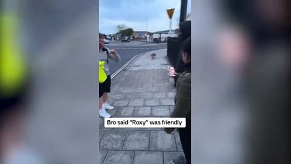 Fox bites leg after man claims 'it's friendly'