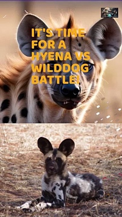 Hyena VS Wilddog