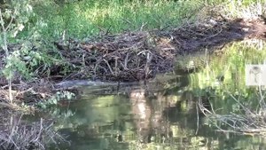 This Beaver Dam is So Huge, You Can See It from Space _ Climate Heroes