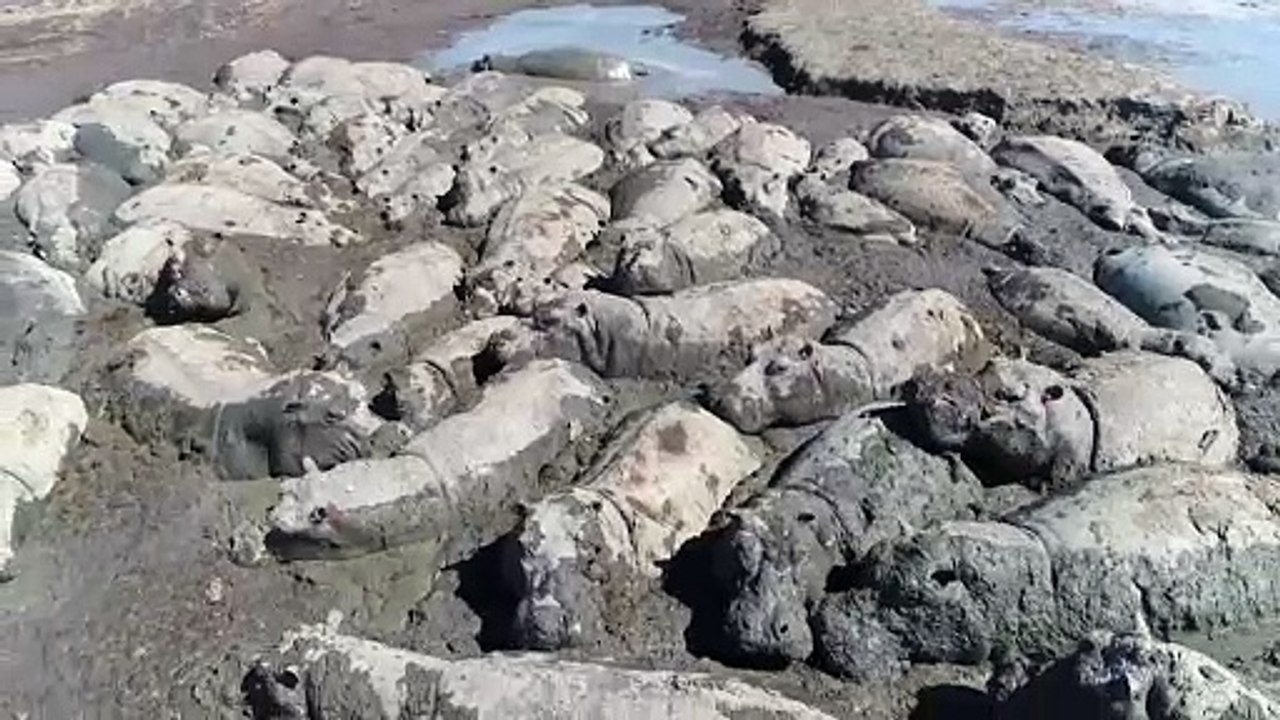 Botswana: nilpferde drohen in ausgetrockneten flussbetten zu sterben