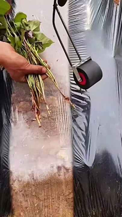 Fast cultivation method