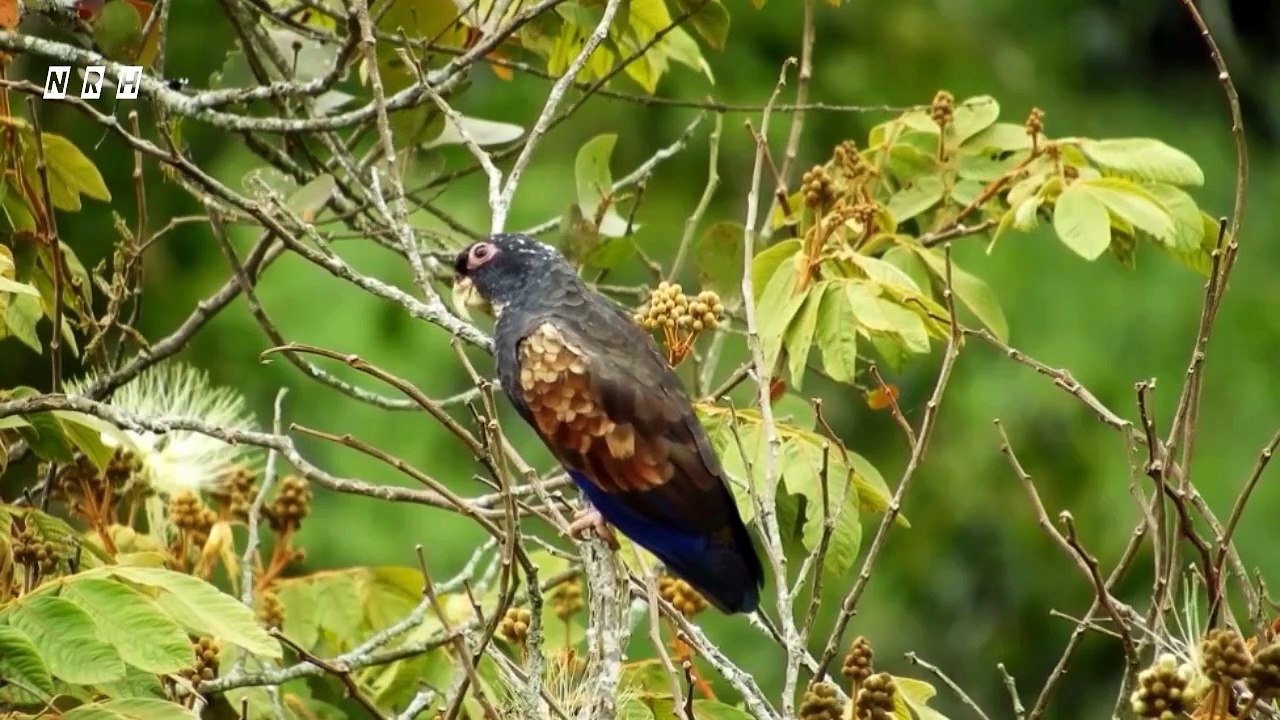 Beautiful nature view relaxation film with beautiful birds, animals, water waves, flowers, green trees and stress relief relaxing music.