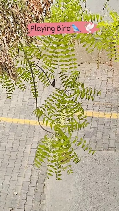 चिड़िया खेल रही है || The bird is playing ️