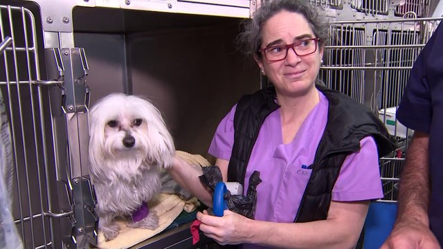 Veterinarios reclaman reconocimiento de la profesión como profesionales sanitarios esenciales