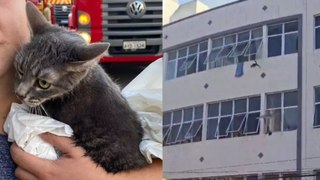 Gato sobrevive após pular do 3º andar em prédio que pegou fogo no PR