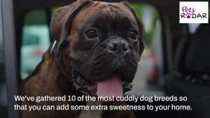 10 Most Affectionate Dog Breeds