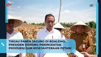 Tinjau Panen Jagung di Boalemo, Presiden Dorong Peningkatan Produksi dan Kesejahteraan Petani